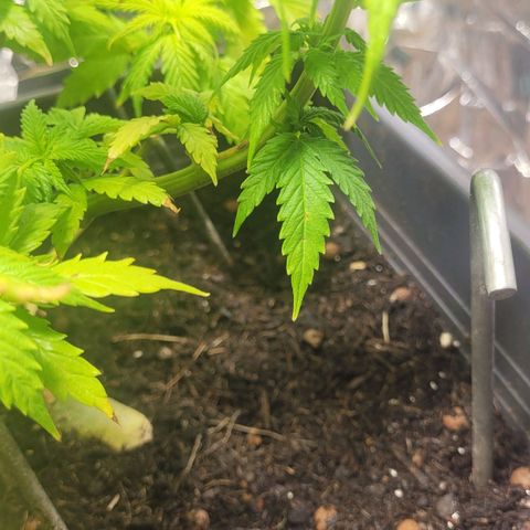 Royal Critical  growlog timeline photo