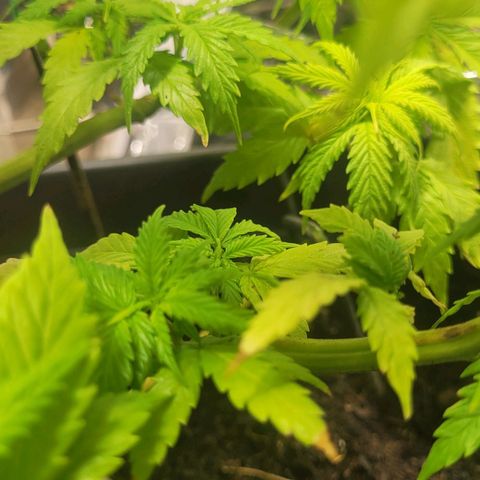 Royal Critical  growlog timeline photo