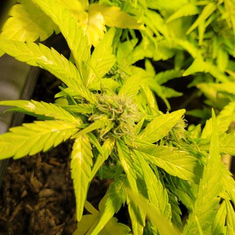 Amnesia Haze Auto 🚗  growlog timeline photo