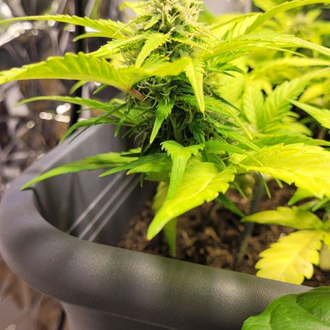Amnesia Haze Auto 🚗  growlog timeline photo