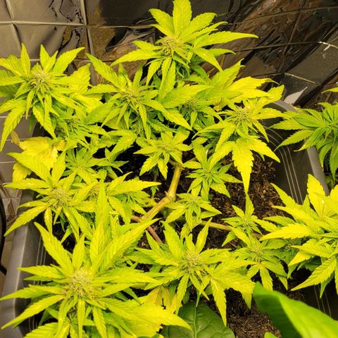 Amnesia Haze Auto 🚗  growlog timeline photo
