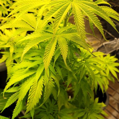 Royal Critical  growlog timeline photo