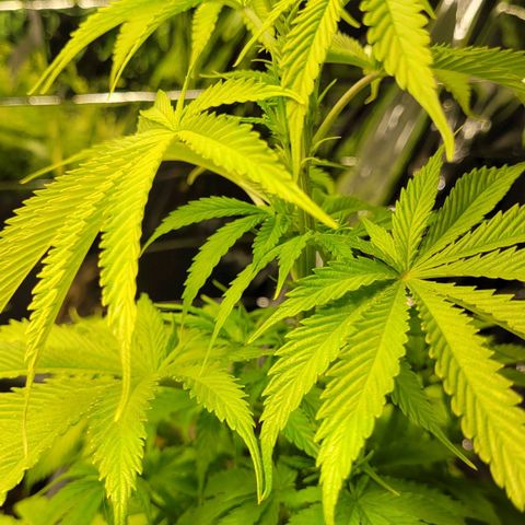 Royal Critical  growlog timeline photo