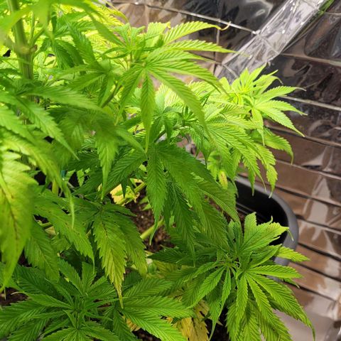 Royal Critical  growlog timeline photo