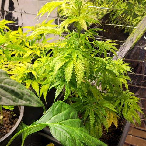 Royal Critical  growlog timeline photo
