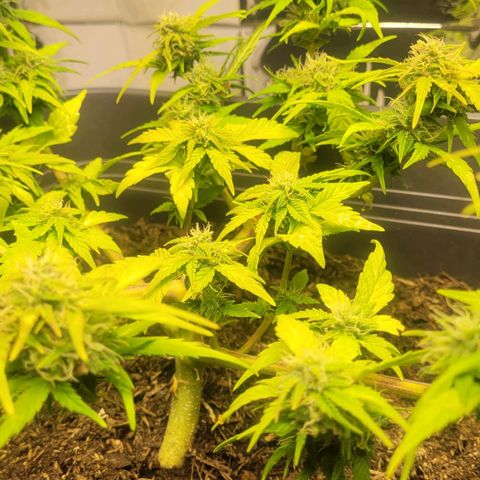 Amnesia Haze Auto 🚗  growlog timeline photo