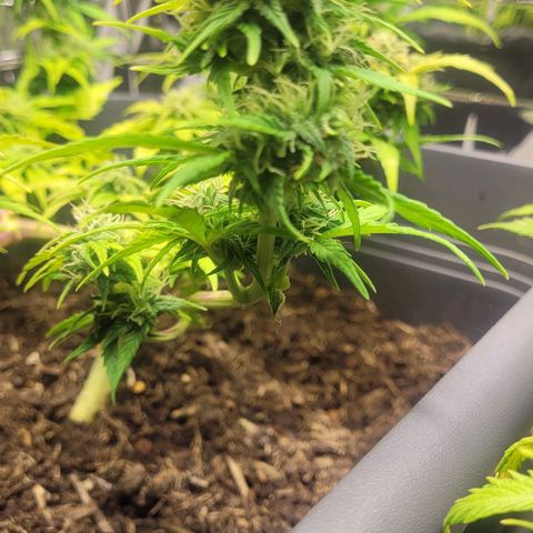 Amnesia Haze Auto 🚗  growlog timeline photo