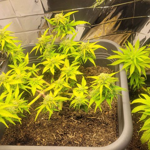Amnesia Haze Auto 🚗  growlog timeline photo