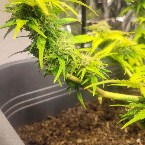 Amnesia Haze Auto 🚗  growlog timeline photo