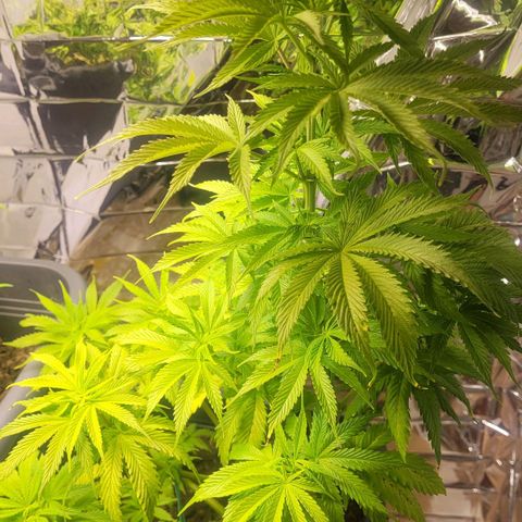 Royal Critical  growlog timeline photo