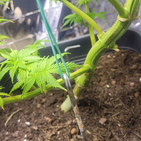 Royal Critical  growlog timeline photo