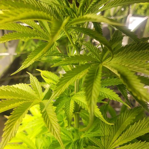 Royal Critical  growlog timeline photo