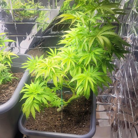 Royal Critical  growlog timeline photo