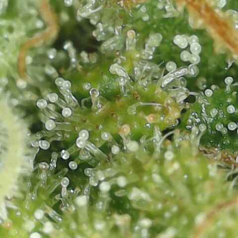 Amnesia Haze Auto 🚗  growlog timeline photo
