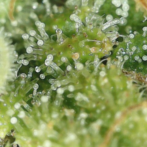 Amnesia Haze Auto 🚗  growlog timeline photo