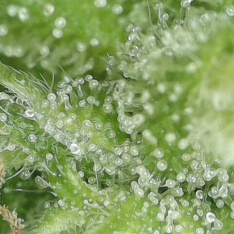 Amnesia Haze Auto 🚗  growlog timeline photo