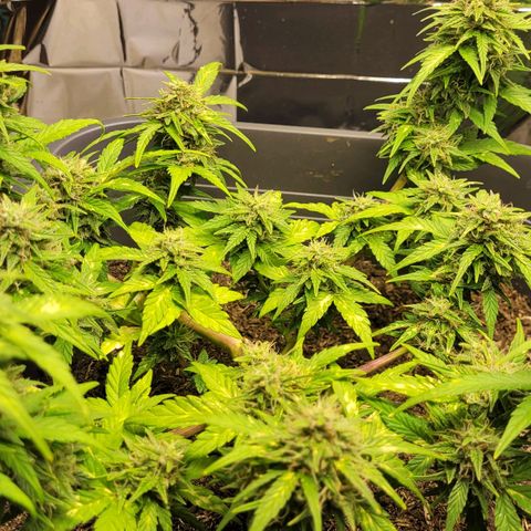 Amnesia Haze Auto 🚗  growlog timeline photo