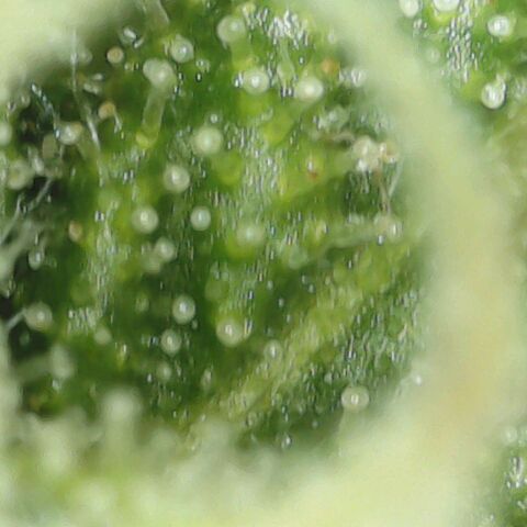Amnesia Haze Auto 🚗  growlog timeline photo