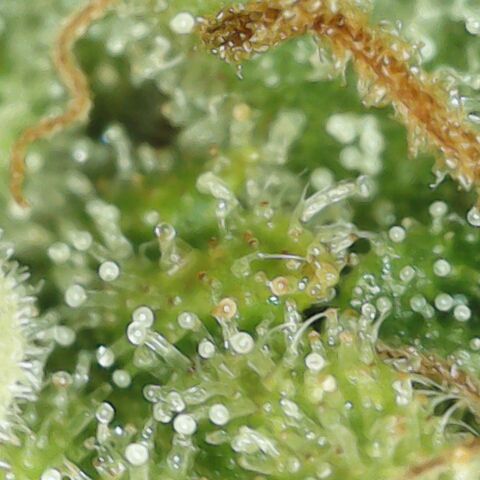 Amnesia Haze Auto 🚗  growlog timeline photo