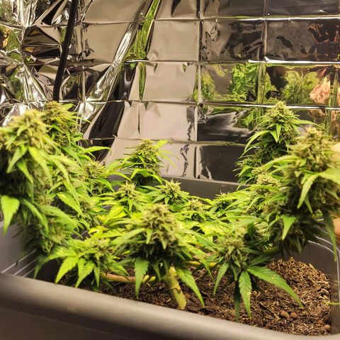 Amnesia Haze Auto 🚗  growlog timeline photo