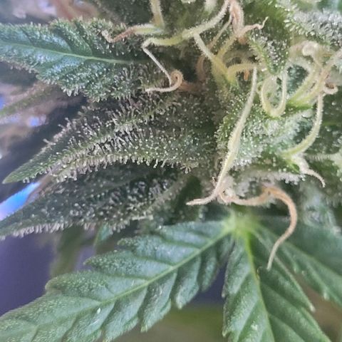 Amnesia Haze Auto 🚗  growlog timeline photo