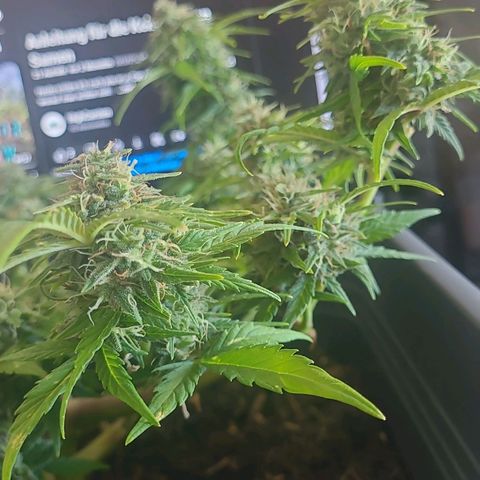 Amnesia Haze Auto 🚗  growlog timeline photo