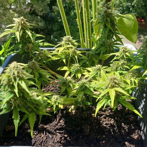 Amnesia Haze Auto 🚗  growlog timeline photo