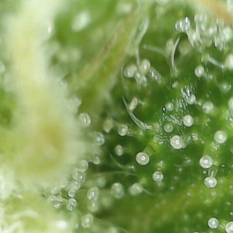 Amnesia Haze Auto 🚗  growlog timeline photo