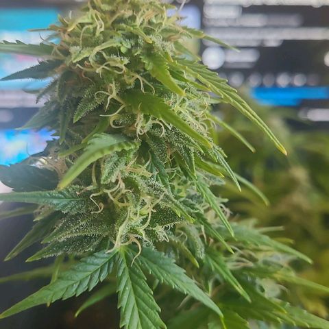 Amnesia Haze Auto 🚗  growlog timeline photo
