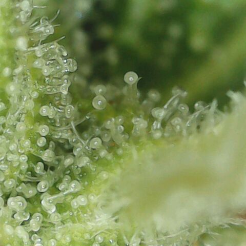 Amnesia Haze Auto 🚗  growlog timeline photo