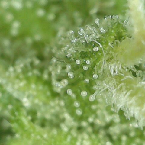 Amnesia Haze Auto 🚗  growlog timeline photo