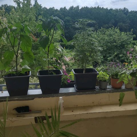 Royal Critical  growlog timeline photo