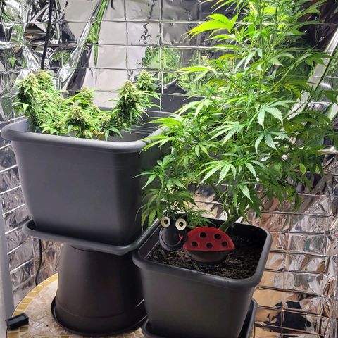 Royal Critical  growlog timeline photo