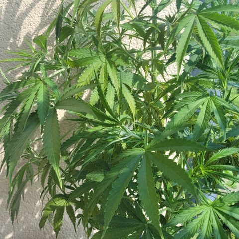 Royal Critical  growlog timeline photo