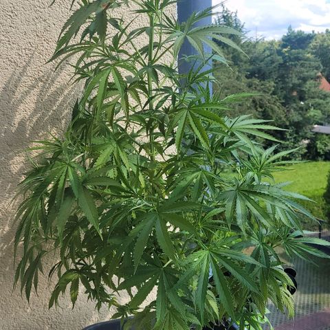 Royal Critical  growlog timeline photo