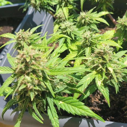 Amnesia Haze Auto 🚗  growlog timeline photo