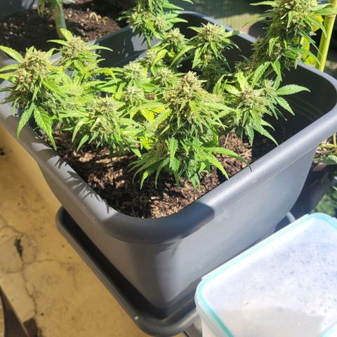 Amnesia Haze Auto 🚗  growlog timeline photo