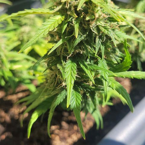 Amnesia Haze Auto 🚗  growlog timeline photo
