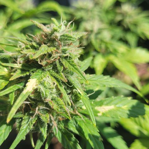 Amnesia Haze Auto 🚗  growlog timeline photo