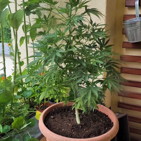 Royal Critical  growlog timeline photo