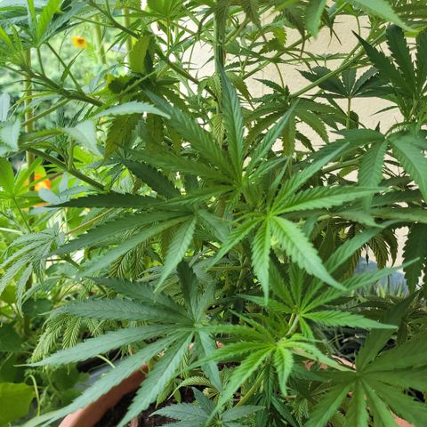 Royal Critical  growlog timeline photo