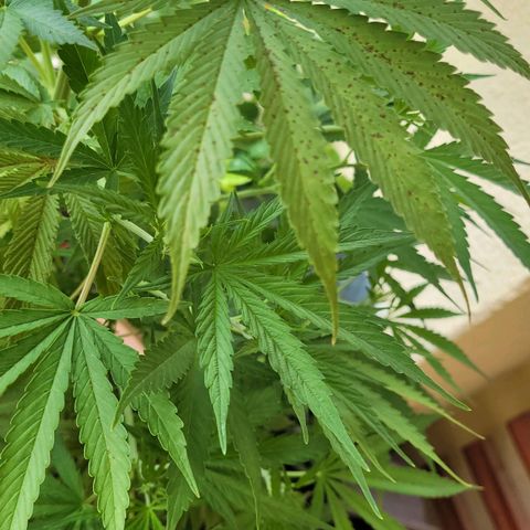 Royal Critical  growlog timeline photo