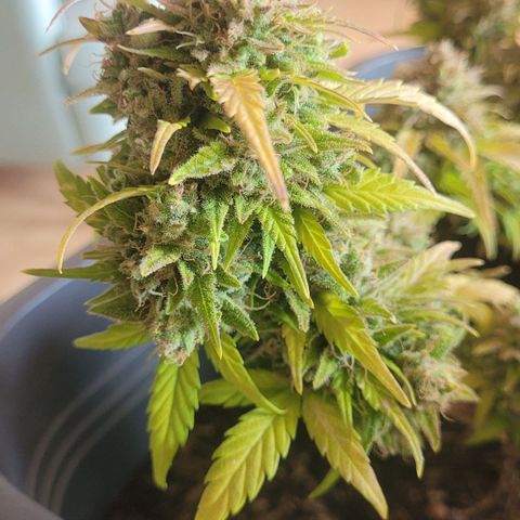 Amnesia Haze Auto 🚗  growlog timeline photo