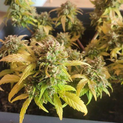 Amnesia Haze Auto 🚗  growlog timeline photo