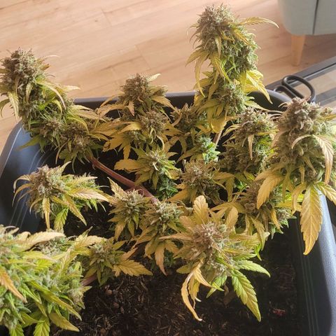 Amnesia Haze Auto 🚗  growlog timeline photo