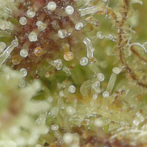 Amnesia Haze Auto 🚗  growlog timeline photo