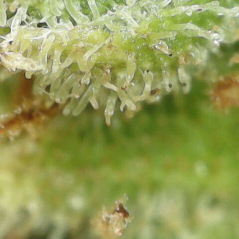 Amnesia Haze Auto 🚗  growlog timeline photo