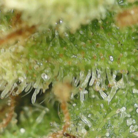 Amnesia Haze Auto 🚗  growlog timeline photo