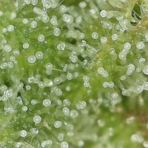 Amnesia Haze Auto 🚗  growlog timeline photo