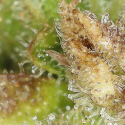 Amnesia Haze Auto 🚗  growlog timeline photo